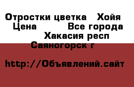 Отростки цветка  “Хойя“ › Цена ­ 300 - Все города  »    . Хакасия респ.,Саяногорск г.